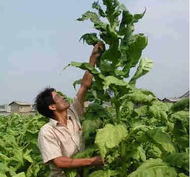 江川产出2米多“烟王”
