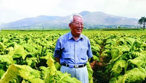 “中华”和“黄金叶”那么棒