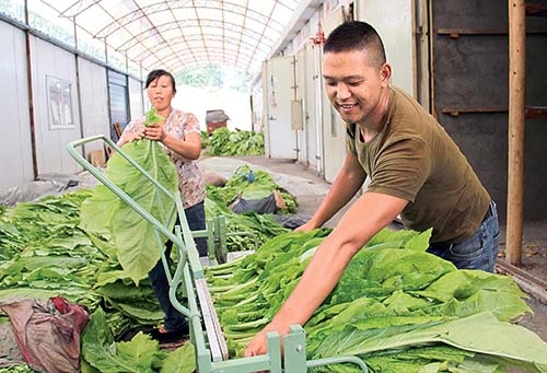 湖北咸丰烟叶分公司帮助烟农掌握“梳式烟夹”夹烟技术