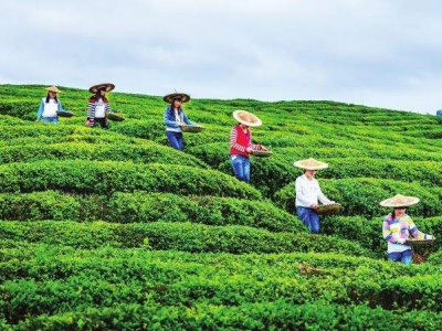 永翠白虎队(生态茶行)